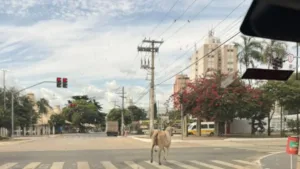 fugiu-da-pecuaria?-vaca-passeia-livre-em-avenida-movimentada-de-goiania
