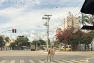 fugiu-da-pecuaria?-vaca-passeia-livre-em-avenida-movimentada-de-goiania