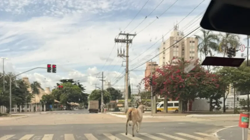 fugiu-da-pecuaria?-vaca-passeia-livre-em-avenida-movimentada-de-goiania