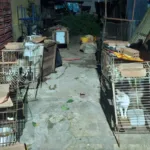 gatos-resgatados-de-maus-tratos-somem-apos-gaiolas-serem-abertas-em-itaucu