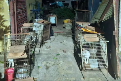 gatos-resgatados-de-maus-tratos-somem-apos-gaiolas-serem-abertas-em-itaucu
