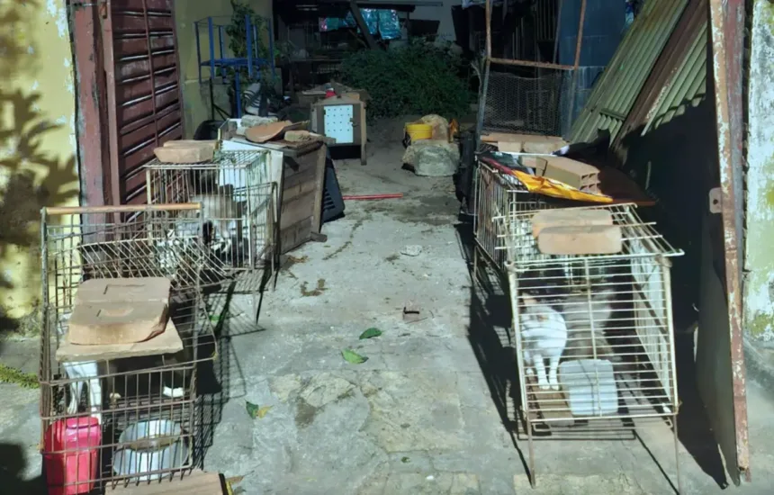 gatos-resgatados-de-maus-tratos-somem-apos-gaiolas-serem-abertas-em-itaucu
