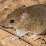 hantavirus-acende-alerta-global,-mas-cenario-no-brasil-e-diferente-–-uol