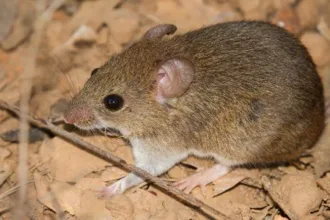 hantavirus-acende-alerta-global,-mas-cenario-no-brasil-e-diferente-–-uol