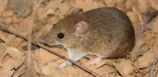 hantavirus-acende-alerta-global,-mas-cenario-no-brasil-e-diferente-–-uol