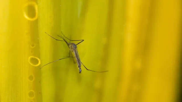 estado-de-sp-confirma-mais-duas-mortes-por-febre-amarela