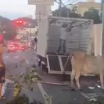 vaca-flagrada-na-avenida-goias-e-capturada-e-enviada-para-fazenda