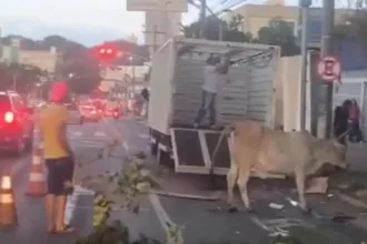 vaca-flagrada-na-avenida-goias-e-capturada-e-enviada-para-fazenda