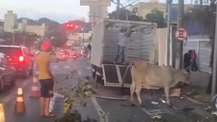 vaca-flagrada-na-avenida-goias-e-capturada-e-enviada-para-fazenda