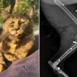 gata-e-morta-com-27-tiros-de-espingarda-em-sc;-policia-investiga