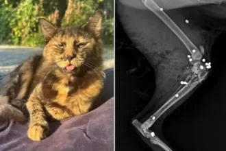 gata-e-morta-com-27-tiros-de-espingarda-em-sc;-policia-investiga