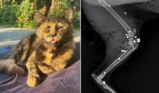 gata-e-morta-com-27-tiros-de-espingarda-em-sc;-policia-investiga