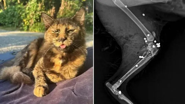 gata-e-morta-com-27-tiros-de-espingarda-em-sc;-policia-investiga