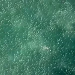 cardume-de-tainhas-de-mais-de-2-km-e-visto-em-praias-de-santa-catarina.-veja-video