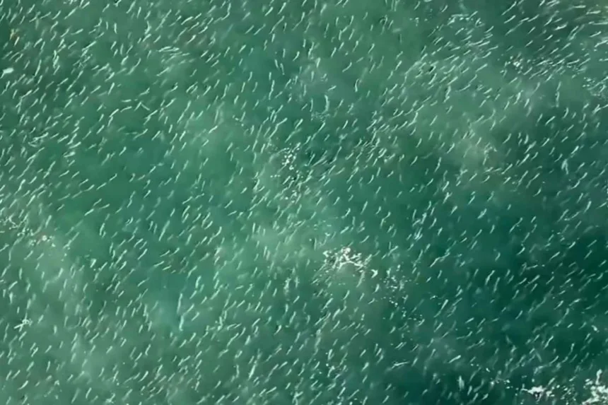 cardume-de-tainhas-de-mais-de-2-km-e-visto-em-praias-de-santa-catarina.-veja-video
