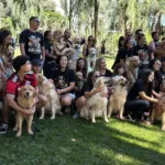 80-golden-retrievers-se-reunem-no-parque-flamboyant,-em-goiania