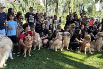 80-golden-retrievers-se-reunem-no-parque-flamboyant,-em-goiania