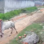 video:-boi-surpreende-e-arremessa-homem-durante-ataque-em-pernambuco