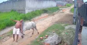video:-boi-surpreende-e-arremessa-homem-durante-ataque-em-pernambuco