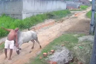 video:-boi-surpreende-e-arremessa-homem-durante-ataque-em-pernambuco