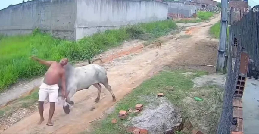 video:-boi-surpreende-e-arremessa-homem-durante-ataque-em-pernambuco