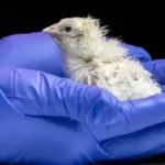 empresa-faz-pinto-nascer-sem-a-necessidade-de-ovo-biologico