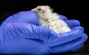empresa-faz-pinto-nascer-sem-a-necessidade-de-ovo-biologico