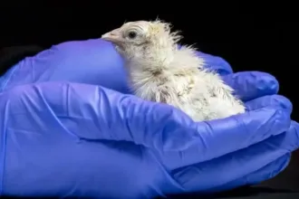 empresa-faz-pinto-nascer-sem-a-necessidade-de-ovo-biologico