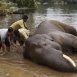 cenas-fortes:-mulher-morre-esmagada-apos-briga-entre-elefantes-na-india;-video