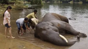 cenas-fortes:-mulher-morre-esmagada-apos-briga-entre-elefantes-na-india;-video