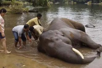 cenas-fortes:-mulher-morre-esmagada-apos-briga-entre-elefantes-na-india;-video