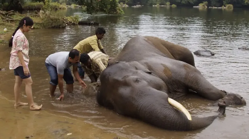 cenas-fortes:-mulher-morre-esmagada-apos-briga-entre-elefantes-na-india;-video