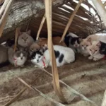 gatos-resgatados-de-maus-tratos-em-itaucu-sao-colocados-para-adocao