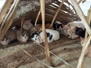 gatos-resgatados-de-maus-tratos-em-itaucu-sao-colocados-para-adocao