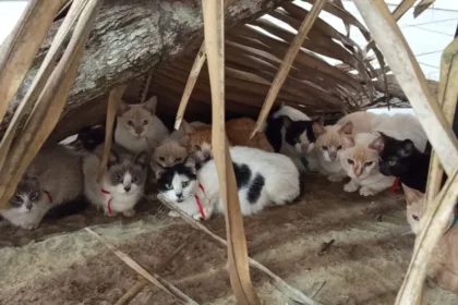 gatos-resgatados-de-maus-tratos-em-itaucu-sao-colocados-para-adocao