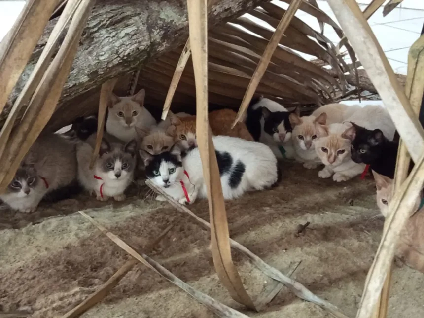 gatos-resgatados-de-maus-tratos-em-itaucu-sao-colocados-para-adocao