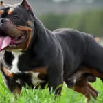 tutor-e-amigo-sao-socorridos-apos-ataque-de-american-bully,-em-formosa