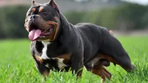 tutor-e-amigo-sao-socorridos-apos-ataque-de-american-bully,-em-formosa