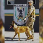 caes-da-pm-de-goias-sao-treinados-por-8-anos-e-veem-trabalho-como-‘brincadeira’
