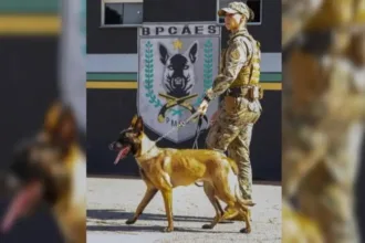 caes-da-pm-de-goias-sao-treinados-por-8-anos-e-veem-trabalho-como-‘brincadeira’