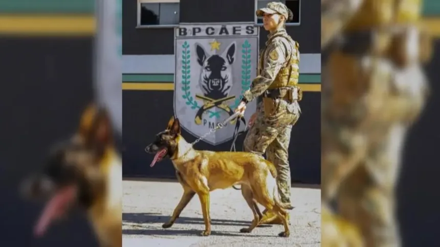 caes-da-pm-de-goias-sao-treinados-por-8-anos-e-veem-trabalho-como-‘brincadeira’