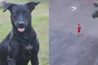 Bombeiro atira em cachorro em Goiânia, indiciado por maus-tratos