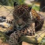 onca-pintada-recebe-protese-de-titanio-apos-fraturar-canino-em-goias
