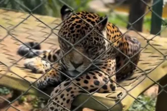onca-pintada-recebe-protese-de-titanio-apos-fraturar-canino-em-goias