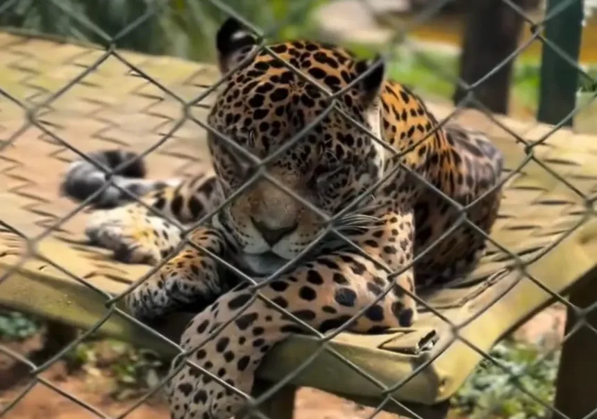 onca-pintada-recebe-protese-de-titanio-apos-fraturar-canino-em-goias