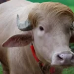 veja-fotos-do-bufalo-‘parecido-com-trump’-que-escapou-da-morte-e-ira-para-zoologico