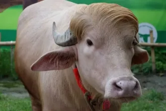 veja-fotos-do-bufalo-‘parecido-com-trump’-que-escapou-da-morte-e-ira-para-zoologico