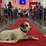 dama-do-largo:-morre-marta,-cadela-simbolo-da-cidade-de-goias;-veja-fotos
