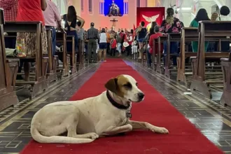 dama-do-largo:-morre-marta,-cadela-simbolo-da-cidade-de-goias;-veja-fotos