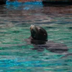 leao-marinho-invade-canoa-durante-corrida-em-monterey-bay,-california,-e-surpreende-atletas